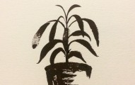 chili_plant_ink_drawing_peter_kawecki_shapeshftr